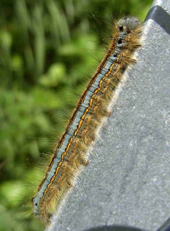 Chenille de la Livrée des arbres ou Bombyx à bague